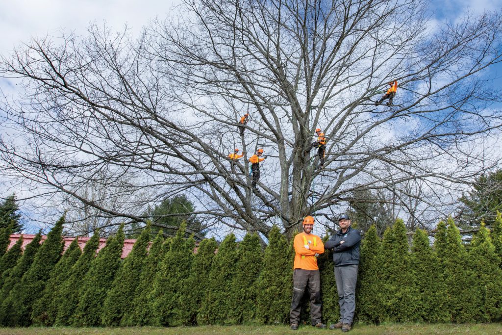 Lakeside Tree Experts